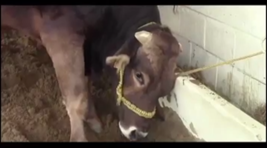 Productores del sur de Veracruz esperan mayores beneficios con el incremento de recursos federales en materia agraria