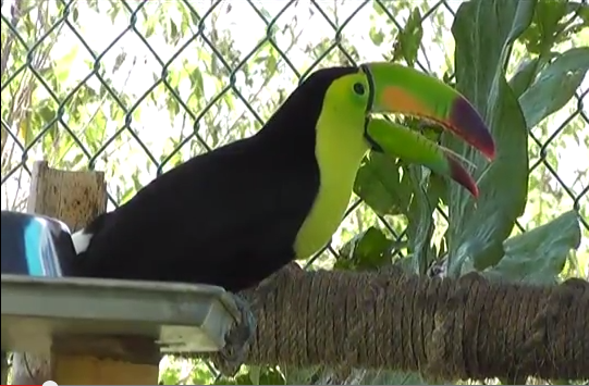 Deforestación y tráfico de fauna silvestre son las denuncias que capta en su mayoría la PROFEPA en la zona sur