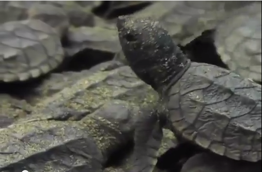 De las ocho especies de tortugas marinas en el mundo, México recibe en sus costas siete