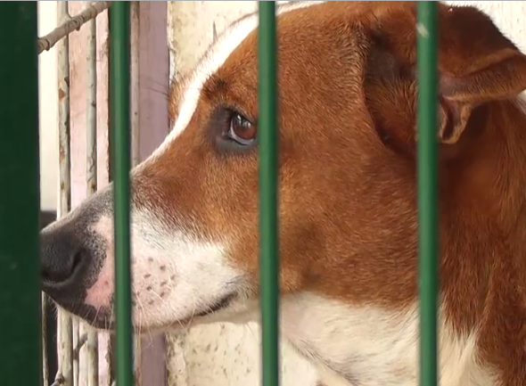 Este año planea AMEDEA esterilizar a más de dos mil perros y gatos
