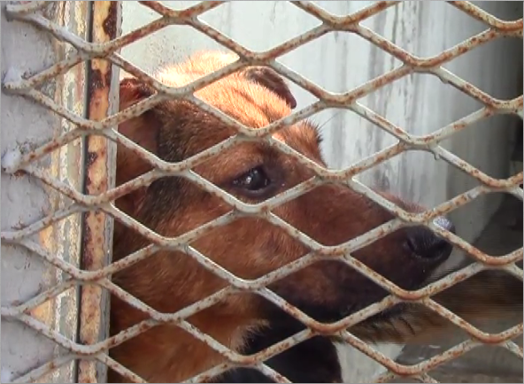 Pide AMEDEA que comiencen a aplicarse sanciones a personas que maltraten animales