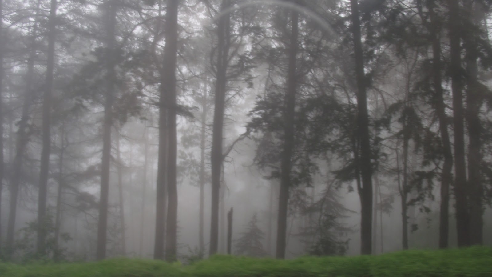Ampliarán superficie protegida del Santuario Bosque de Niebla en Xalapa