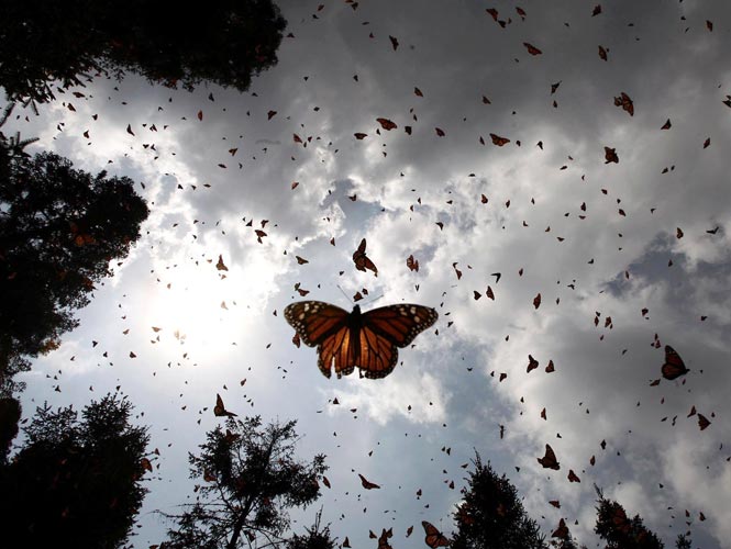 Mariposas Monarca ‘vuelan’ a su extinción en México