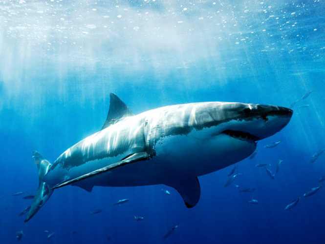 Establecen veda a la pesca de tiburón blanco en México