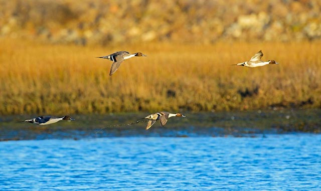 Aves de Norteamérica dependen del estado de lagunas mexicanas