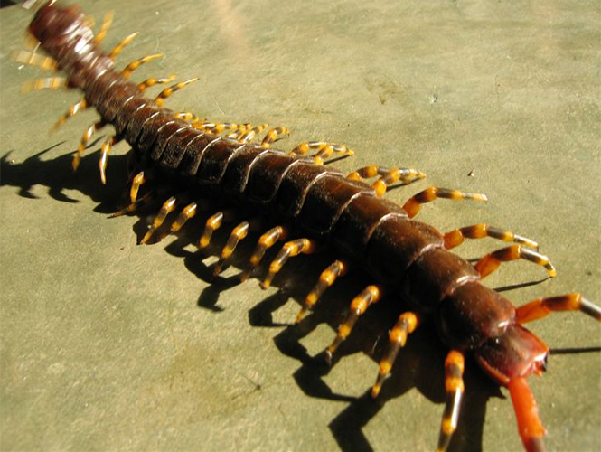 Veneno de ciempié mexicano, potente calmante