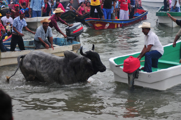 Sanciones mayores a quien maltrate toros durante fiesta de La Candelaria