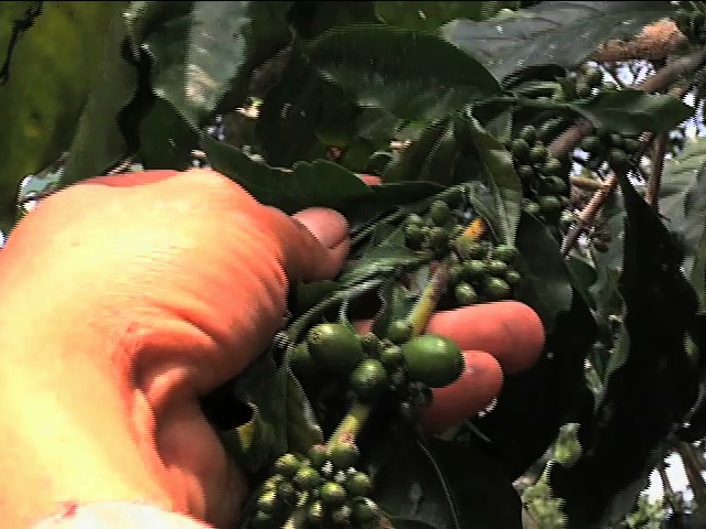 Inecol capacita a cafetaleros de Oaxaca