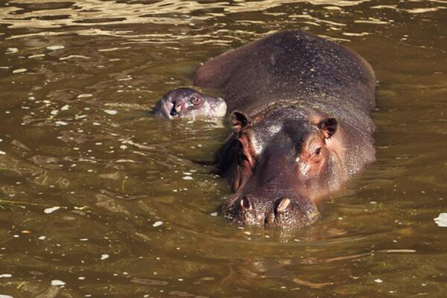 En riesgo de morir hipopótamo vendido por Zoológico de Morelia