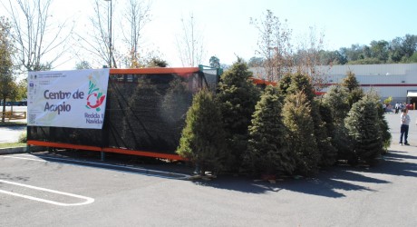 Con 75 mil 347 árboles acopiados, Recicla tu navidad supera la meta