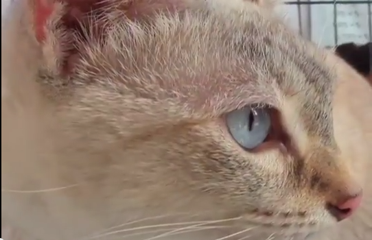 AMEDEA desaloja centro de control canino por conflictos con Autoridades Municipales.