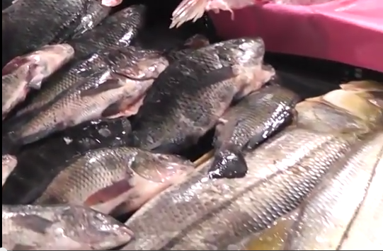 Mercado de mariscos esperan se incrementen sus ventas en las próximas semanas.