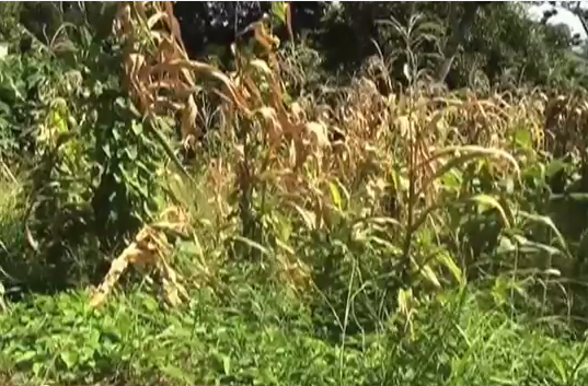 Jornaleros Agrícolas están por regresar al Sur de Veracruz.