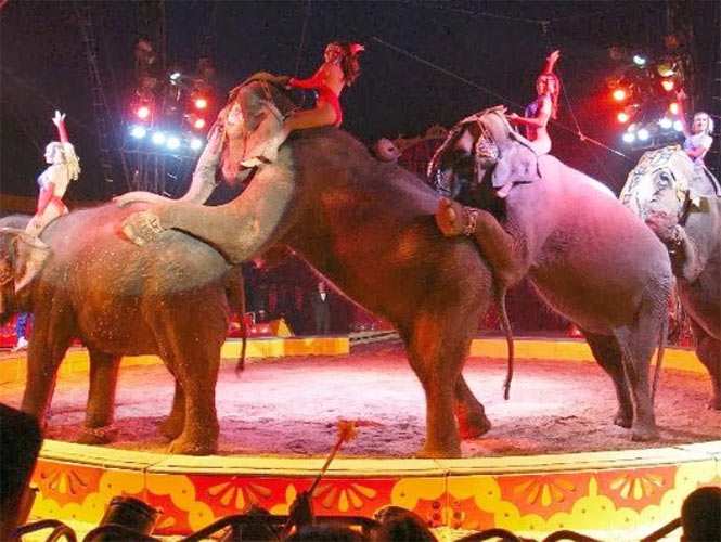 Cirqueros se niegan a dar presentaciones sin animales