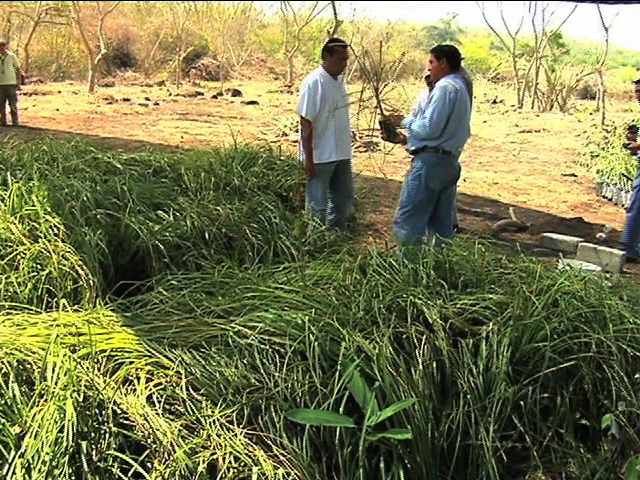 Presentan proyecto de manejo forestal comunitario durante la Expo Forestal 2014