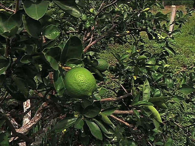 Reiteran Japón y Corea del Sur compromiso de comprar limón persa a Veracruz