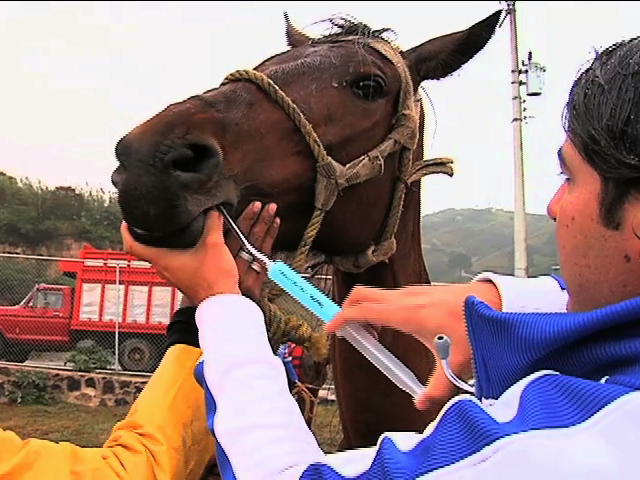 Aplican vacunas a ganado en Chacaltianguis por casos de rabia en equinos