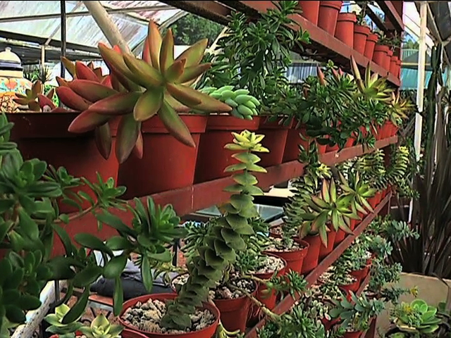 Plantas, el regalo ideal para el 14 de febrero