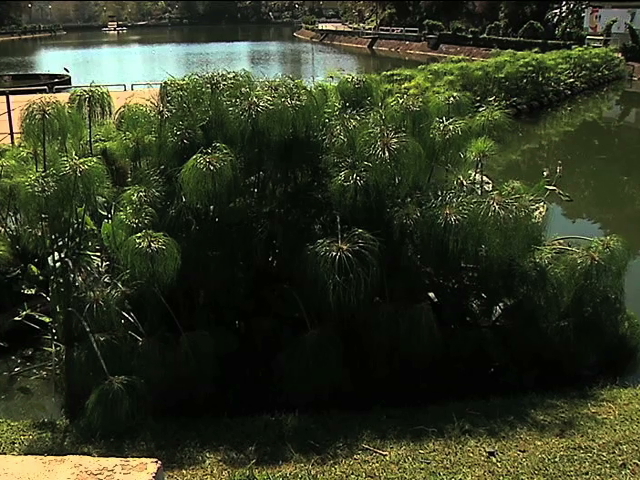 “Los Riñones del Planeta” enseña a los niños cómo crear un humedal en casa