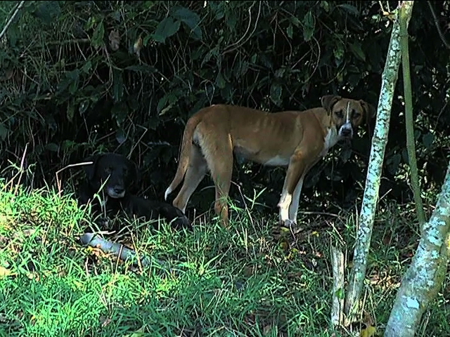 Perros atemorizan a corredores y visitantes del Parque Natura