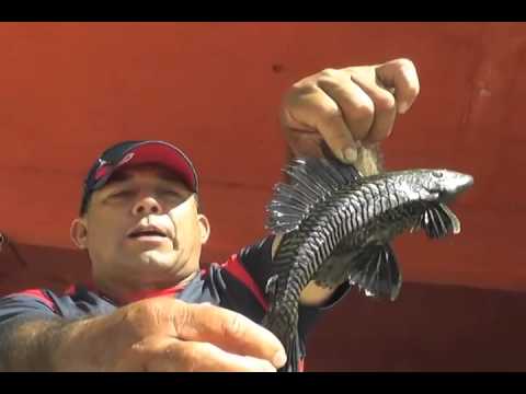 Empresa privada analiza la posibilidad de hacer harina al pez diablo.