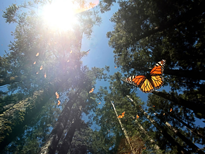 México, EU y Canadá crean grupo para proteger la mariposa monarca