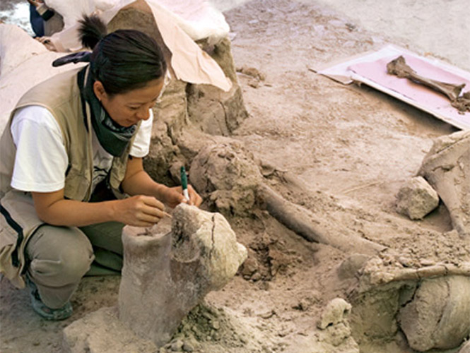 Hallan en Tlaxcala colmillo de mastodonte