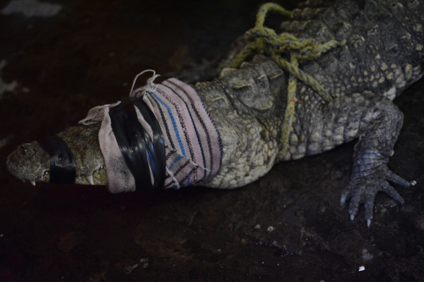 Capturan cocodrilo en colonia Hidalgo de Veracruz