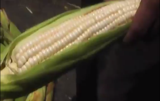 Productores del Sur de Veracruz, comienzan a ser afectados por el estiaje.