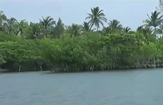 La producción de ostión está siendo afectada en el Sur de Veracruz.