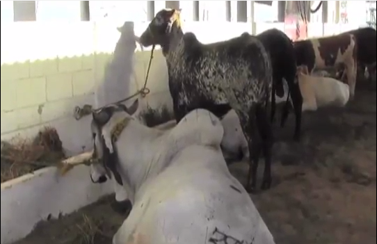 Formarán en Coatzacoalcos el consejo rural municipal para brindar apoyo al Sector Agrícola.