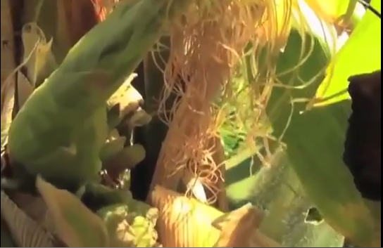 Más de 40 hectáreas de hortalizas están dañadas por estiaje y algunas plagas en municipios zona sur.