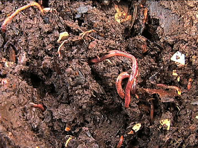 Innovan con planta de lombricomposta en Teocelo