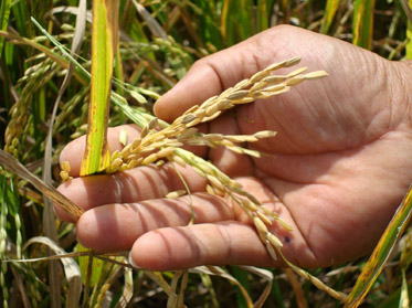 Producción de arroz en su peor crisis