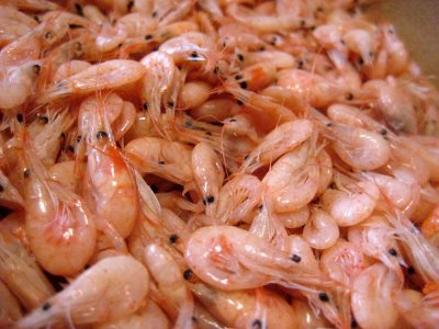 Falta de producción encarece precio del camarón