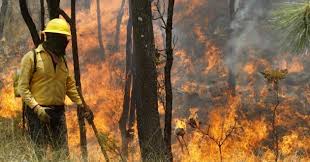 Se han registrado 179 incendios forestales en Veracruz: Conafor