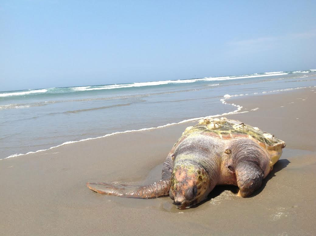 Redes pesqueras, principal amenaza para tortugas marinas