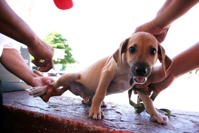 Semana de Vacunación Antirrábica Canina y Felina, del 23 al 29 de marzo