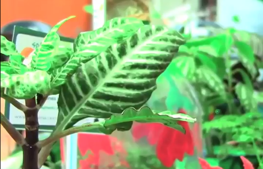 Este 6 de Abril se celebrará el día de la maceta en Coatzacoalcos.