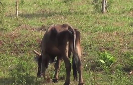 Ganaderos de Coatzacoalcos comienzan a tomar medidas para reducir los efectos del estiaje.