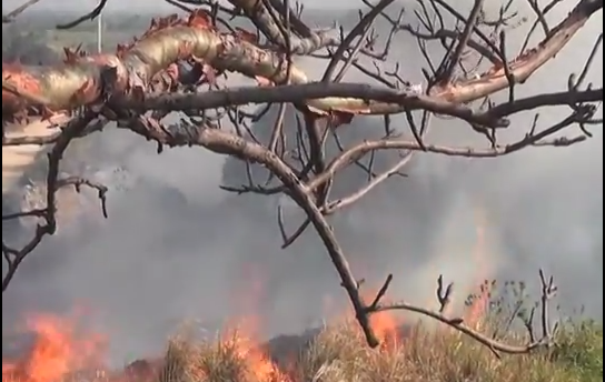 Incendios registrados en últimos días en pantanos zona sur ha afectado especies de animales.