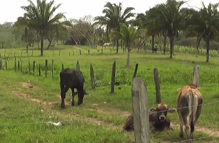 El delito de abigeato en el Sur de Veracruz se reporta a la baja.