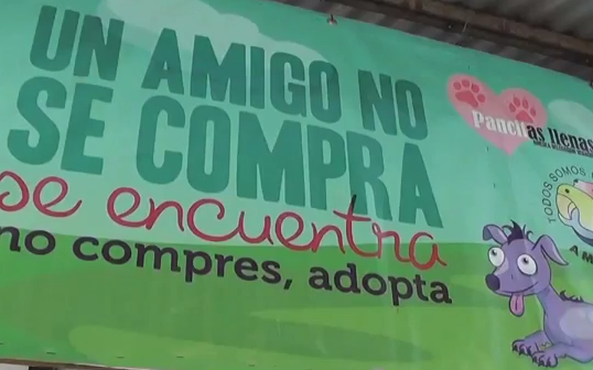 Llama AMEDEA a las autoridades a trabajar en conjunto para reducir el maltrato animal zona sur.