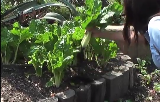 Día Mundial de la Tierra, la lombricomposta es fertilizante orgánico para cultivo en Coatzacoalcos.