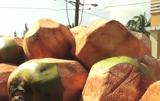 El Amarillamiento letal ha acabado con el 90% de la producción de coco zona sur.