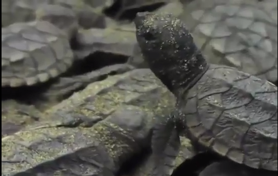 Se estima el arribo de más de 300 tortugas en las playas del Sur de Veracruz.