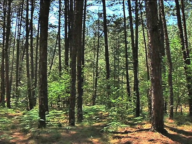 Presentaron el webinar “El calendario forestal desde los conocimientos ancestrales de los pueblos indígenas»