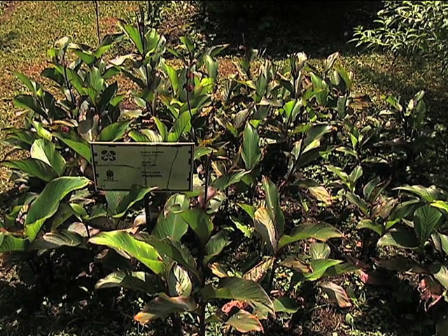 Informa SS para mejor uso de medicina tradicional