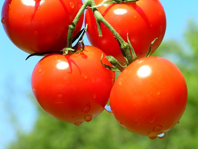 Promueve México protección y mejoramiento de variedades vegetales ante los efectos del cambio climático