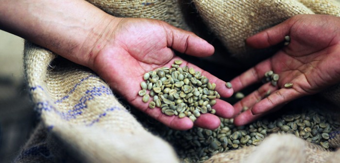 Café veracruzano, el mejor de México y el mundo para una Taza de Excelencia